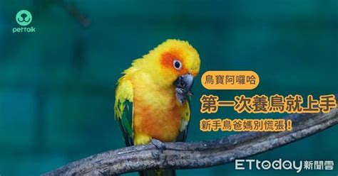 可以養的鳥|慎重考慮「自身條件」 第一次養鳥就上手：別輕易挑。